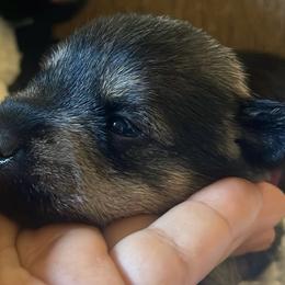 Burgundy Collared Girl - Black and silver female Miniature Schnauzer puppy in San Diego, California from KMS-Miniature Schnauzers