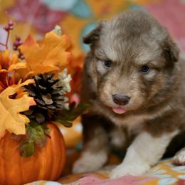 Ruby - Red and white female Alaskan Malamute puppy in Kingston, Tennessee from North Shore Alaskan Malamutes