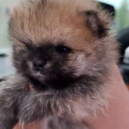 GIZMO is AKC registered - Black and tan male Pomeranian puppy in Elizabethtown, Kentucky from Teeny Tiny Puppy Tails