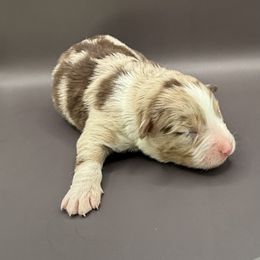 Mike - Red merle male Australian Shepherd puppy in New Boston, New Hampshire from Painted Pup Australian Shepherds