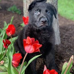 German Shepherd Puppies from My Bodyguard German Shepherd Dogs