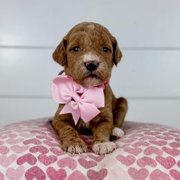 Caramel - Light Pink Collar - Apricot female Goldendoodle puppy in The Woodlands, Texas from Golden Fields Doodles