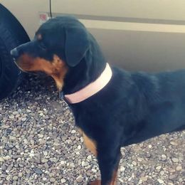 Rottweilers from Von Liebenhaus Rottweilers