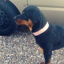 Rottweilers from Von Liebenhaus Rottweilers