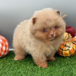 Biscuit - Lavender male Pomeranian puppy in Newark, Ohio from Keeperofstars Pomeranians