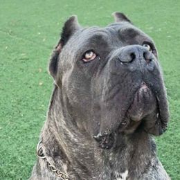 Cane Corso from Mostro Legacy Kennel