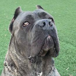 Cane Corso from Mostro Legacy Kennel