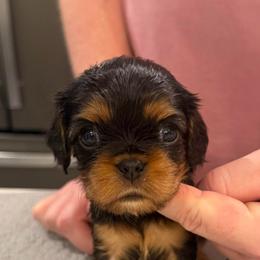 Caleb - Yellow Boy - Black and tan male Cavalier King Charles Spaniel puppy in Little Rock, Arkansas from Montra Japanese Chin & Cavalier King Charles Spaniels