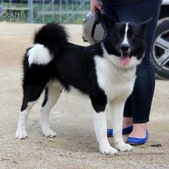 Karelian Bear Dogs from Gary Boots' Karelian Bear Dogs