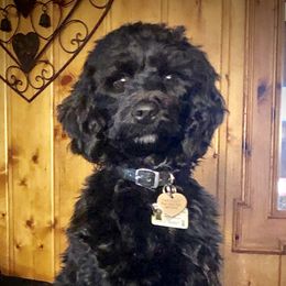 Callie - Australian Labradoodle