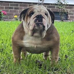 Rogue/Ro - Bulldog