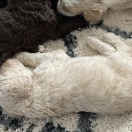 Poodle Puppies from Home of Doodles