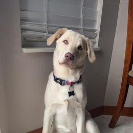 Dilute Retriever and Labrador Retriever Puppies from SmoKy Hills Labradors