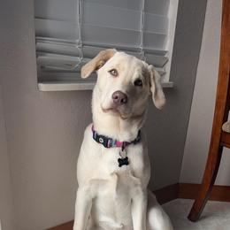 Dilute Retriever and Labrador Retriever Puppies from SmoKy Hills Labradors