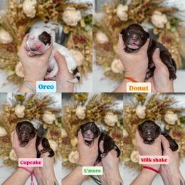 Pick 3 - Chocolate male Australian Labradoodle puppy in Damascus, Oregon from Emma Doodles