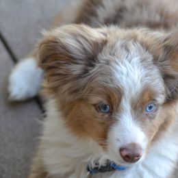 Australian Shepherds, Miniature American Shepherds, and Miniature Australian Shepherds from AlwaysAussies