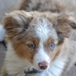 Australian Shepherds, Miniature American Shepherds, and Miniature Australian Shepherds from AlwaysAussies