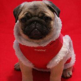 Bella - Pug