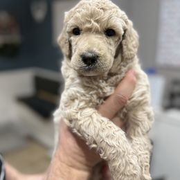Carmelo - Cream female Poodle puppy in Murrieta, California from Apricot Poodles & Goldendoodles, LLC