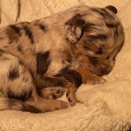 Sunny - Red merle Aussiedoodle puppy in New Philadelphia, Ohio from Oldtown Doodles
