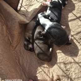 Boy 3 - Red sable male Havanese puppy in Melba, Idaho from Lawson Havanese