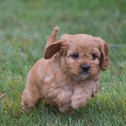 Princess - Red female Cavapoo puppy in Narvon, Pennsylvania from Stoltzfus Family Puppies (license number 18844)