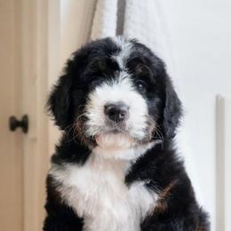 Grace - Tri-color female Bernedoodle puppy in Folsom, Louisiana from DoodlesFarmCo
