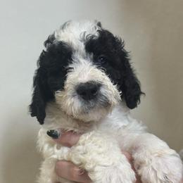 Muffin - Black and white female Bernedoodle puppy in Silver Lake, Indiana from ‘Mut’zger Doodles