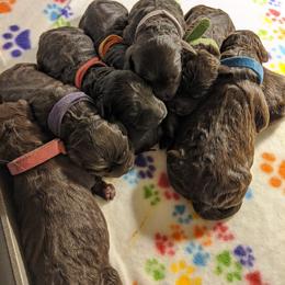 Australian Labradoodle Puppies from Llewellyn's Grove Labradoodles