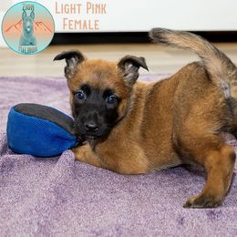 Light Pink Collar - Fawn female Belgian Malinois puppy in Fredonia, Arizona from Zion Malinois