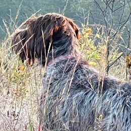 Wirehaired Pointing Griffons from Longleaf Griffons