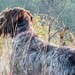 Wirehaired Pointing Griffons from Longleaf Griffons