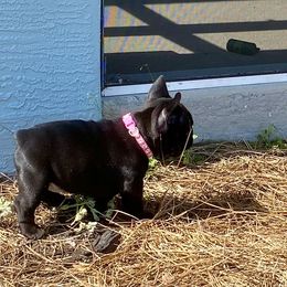 French Bulldog Puppies from Diamond Shores French Bulldogs