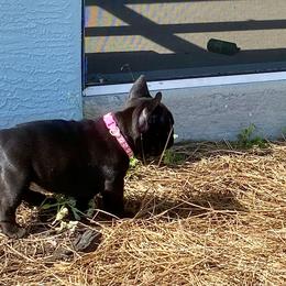 French Bulldog Puppies from Diamond Shores French Bulldogs