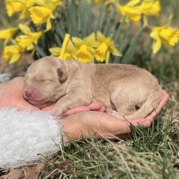 Valentino - Gold male Bordoodle puppy in Conway, Missouri from 2J 2K Bordoodles