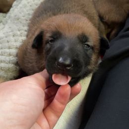 Belgian Malinois Puppies from Pyrex Kennels