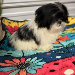 AKC Willow - Black and white female Shih Tzu puppy in Elgin, South Carolina from Silver Bells Paw Prints