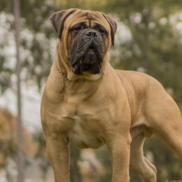Bullmastiffs from Bessettes Bullies