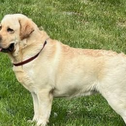 Labrador Retrievers from DaJoh Labradors of Kentucky