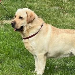 Labrador Retrievers from DaJoh Labradors of Kentucky