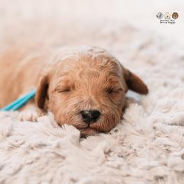 Bugs - Red  male Goldendoodle puppy in Lima, Ohio from Hommel’s Mini Darling Doodles