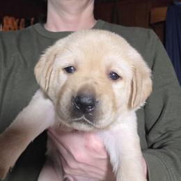 Male 1st Pick - Yellow male Labrador Retriever puppy in Andrews, South Carolina from Leyland Cypress Retrievers