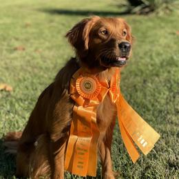 Golden Retrievers from Oak Bottom Retrievers