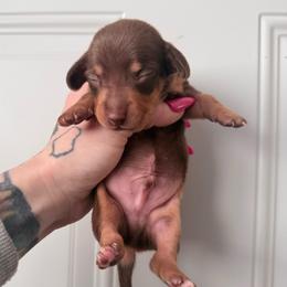 Boy 2 with white chest - Chocolate and tan male Dachshund puppy in Madison, Wisconsin from SK Miniature   Dachshunds