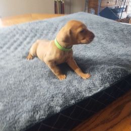 Light Green - Vizsla puppy from Izabella Vizslas