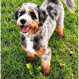 Pearl - Bernedoodle
