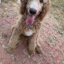 Goldendoodle and Poodle All Grown Up from Rainbow Poodles and Doodles of Oklahoma