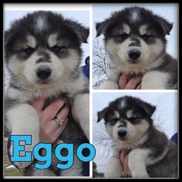 Eggo - Black and white male Siberian Husky puppy in Wheeler, Michigan from Haase Family Kennels