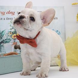 Yukon - Cream male French Bulldog puppy in West Plains, Missouri from Must Be Frenchies & Crown Of Curls Bolonka