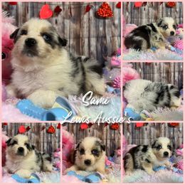 Australian Shepherd and Pembroke Welsh Corgi Puppies from Lewis Aussie’s & Corgi’s